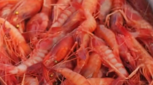 Dai gusci dei gamberi un possibile sostituto della plastica