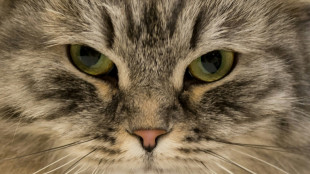 Fauchende Katze versperrt Treppenhaus: N&auml;chtlicher Polizeieinsatz in Bremen