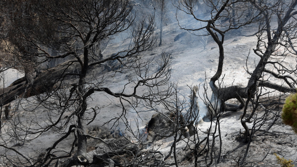 Almeno 69 i morti per gli incendi in Algeria