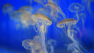 Biodiversité: la France lance une vaste cartographie génétique de son milieu marin