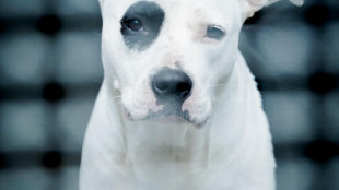 Consumerismo, da animali a bagagli le novità sui voli