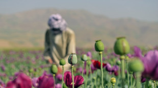 Cultivo de &oacute;pio aumenta no Afeganist&atilde;o apesar da proibi&ccedil;&atilde;o do governo talib&atilde;