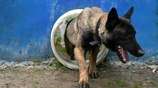 Vorfall mit Polizeihund in Sachsen: Ermittlungen gegen Polizist eingestellt