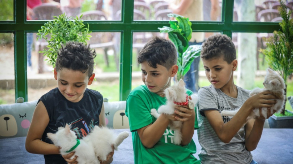 Un caf&eacute; para gatos ofrece un respiro a los habitantes de Gaza
