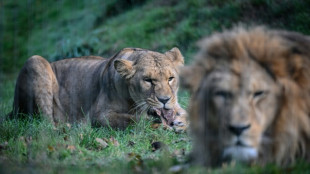 Una leona mata a un joven que ingresó a su recinto en un zoo de Brasil