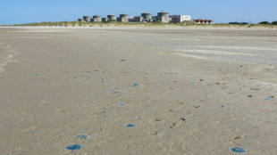 Quallenplage in Frankreich f&uuml;hrt erneut zu Abschaltung von Atomreaktoren