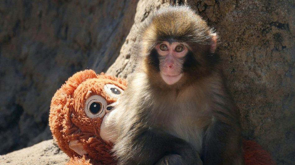 Fans flock to Japan zoo to see viral baby monkey Punch