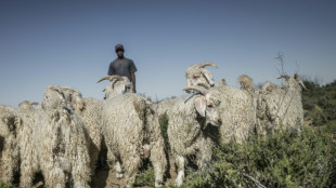 Global mohair supply flourishes in South Africa's desert