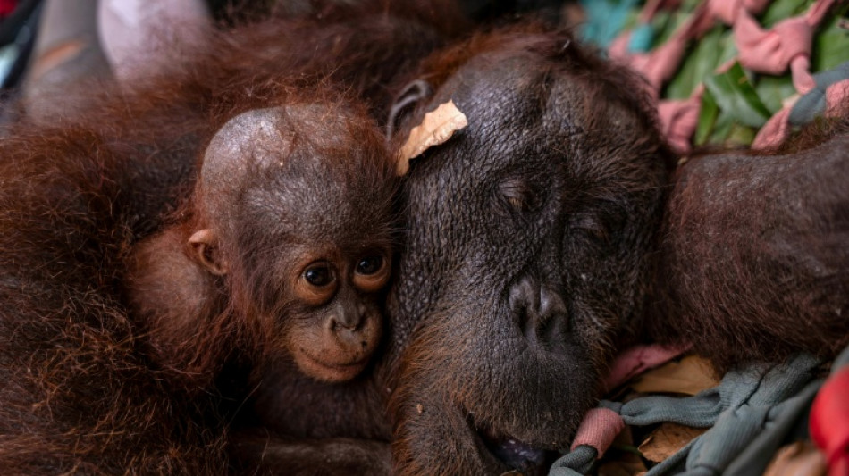 Incendies en Indon&eacute;sie : nouveau sauvetage d'une femelle orang-outan et d'un petit