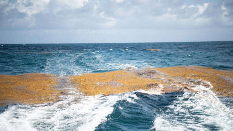 Guadeloupe: des rotations inter-îles suspendues en raison des sargasses