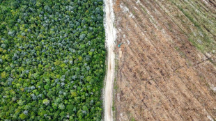 Indonesia orangutan forest cleared for 'carbon-neutral' packaging firm