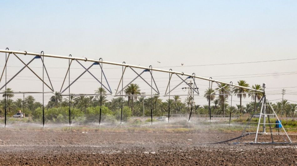 Farmers innovate to save Iraq's rice production