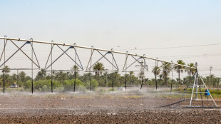Farmers innovate to save Iraq's rice production