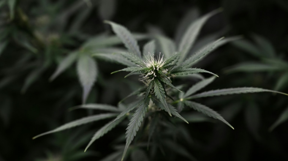 Sachsen-Anhalt: Polizei findet Cannabisplantage in fr&uuml;herem Supermarkt