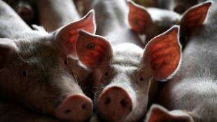 China kündigt "Anti-Dumping"-Zölle auf Schweinefleisch aus der EU an