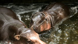"Hippo Birthday": Moo Deng fête son premier anniversaire en Thaïlande