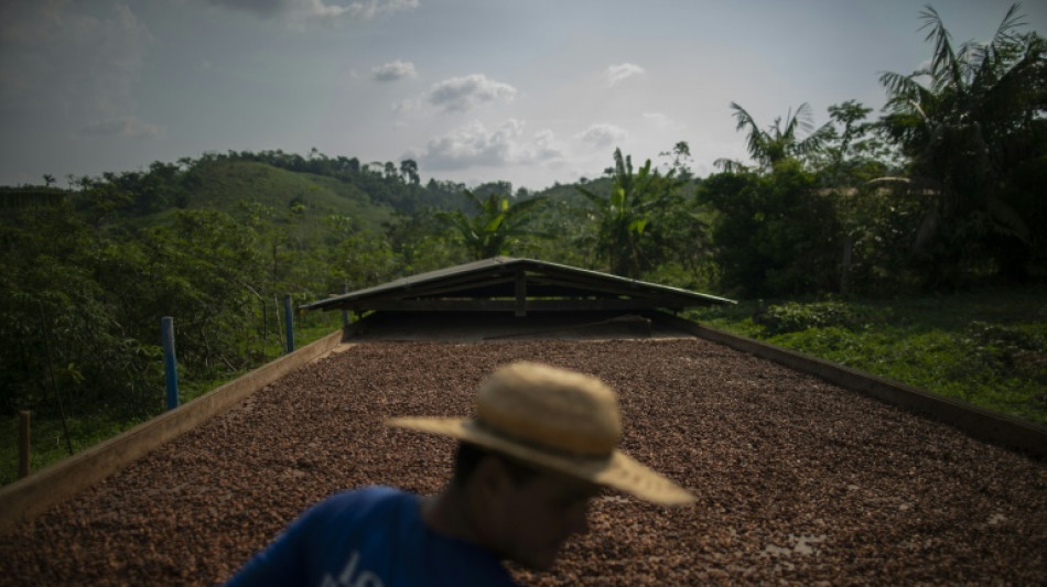 Brasil suspende importa&ccedil;&atilde;o de gr&atilde;os de cacau da Costa do Marfim