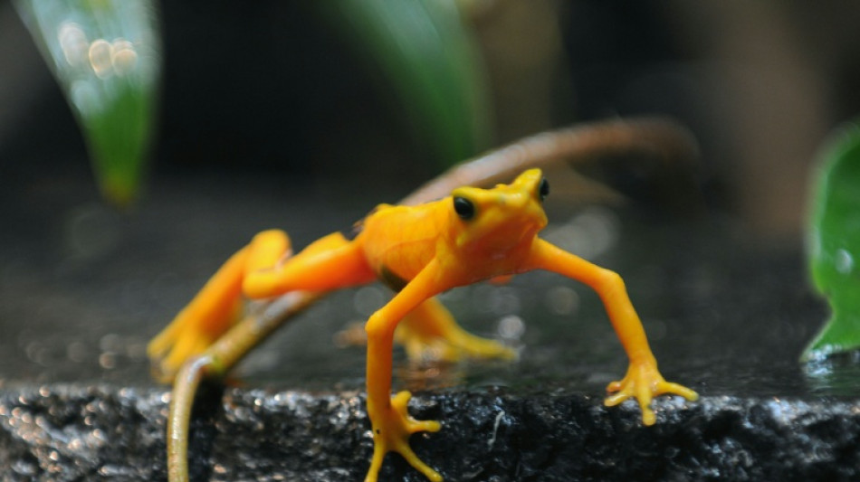 Cient&iacute;ficos liberan en Panam&aacute; ranas en peligro de extinci&oacute;n tras a&ntilde;os de aislamiento