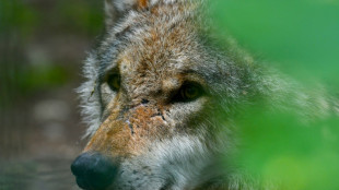 Erstmals Wolfsangriff auf Menschen seit Wiederansiedlung in Deutschland