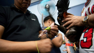 Aux Philippines: le marché du combat de coqs en ligne continue de prospérer, malgré son interdiction