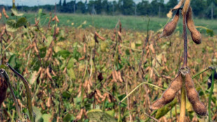 Argentina ofrece est&iacute;mulos a sojeros para aumentar reservas monetarias