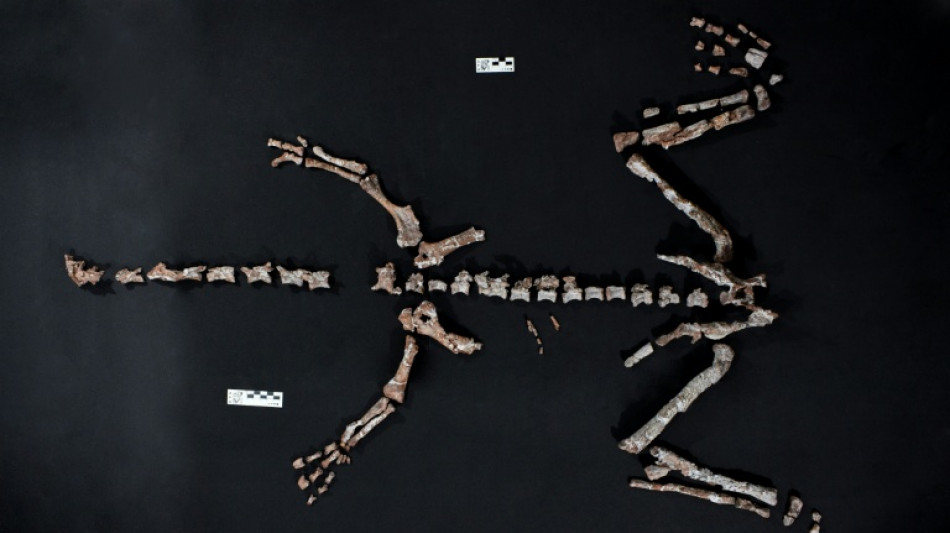 Hallan uno de los dinosaurios m&aacute;s antiguos del mundo en Argentina