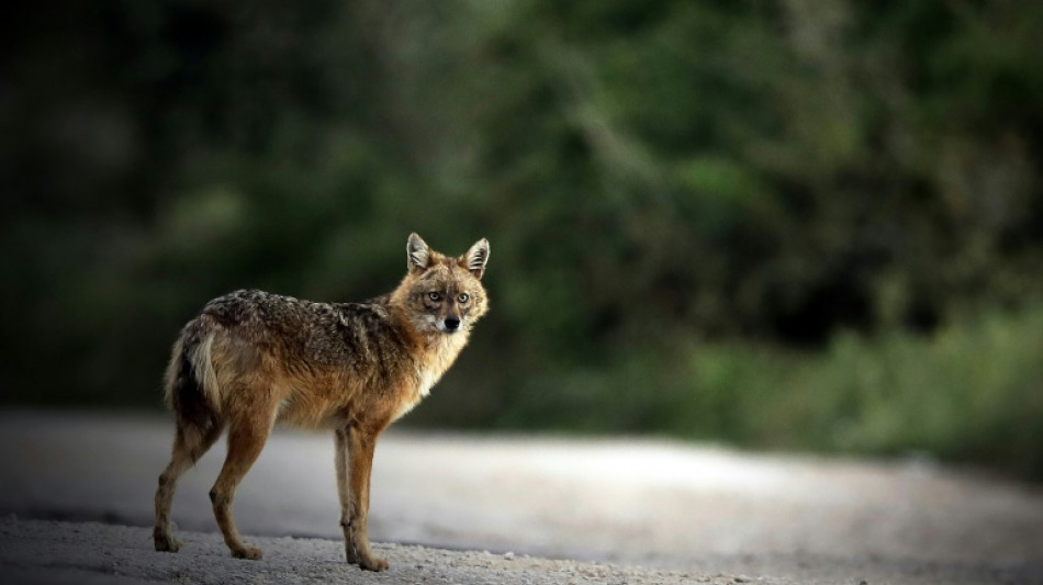 Le chacal doré poursuit son expansion en France