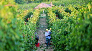 El calor adelanta la vendimia en Italia y Francia